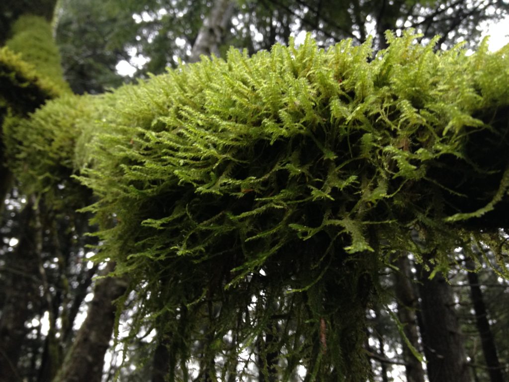 Green Moss Growing