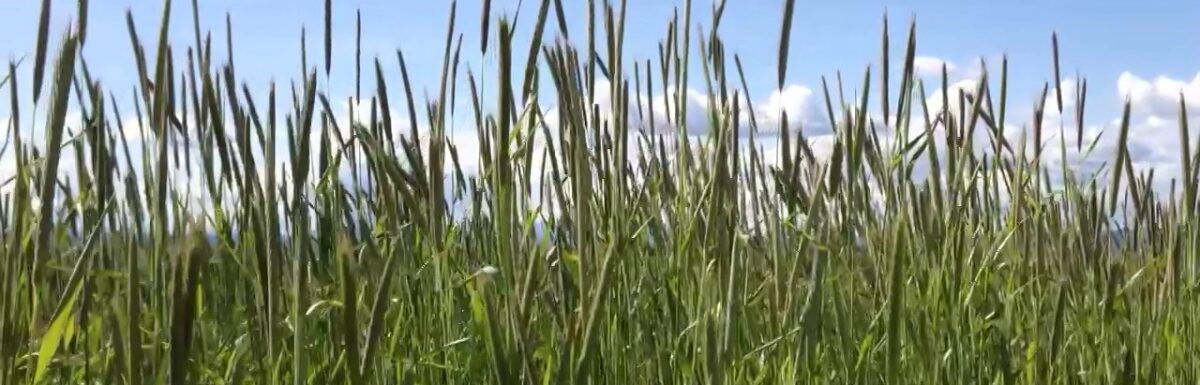 Sky clouds wheat wind