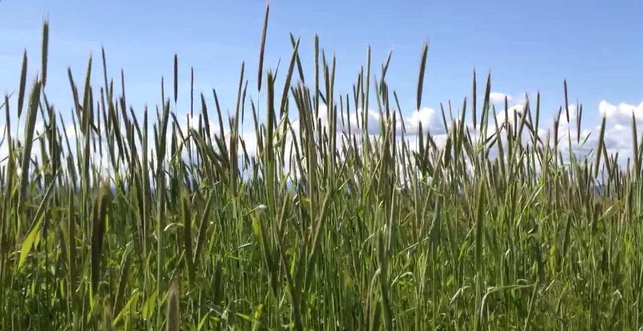 Sky clouds wheat wind