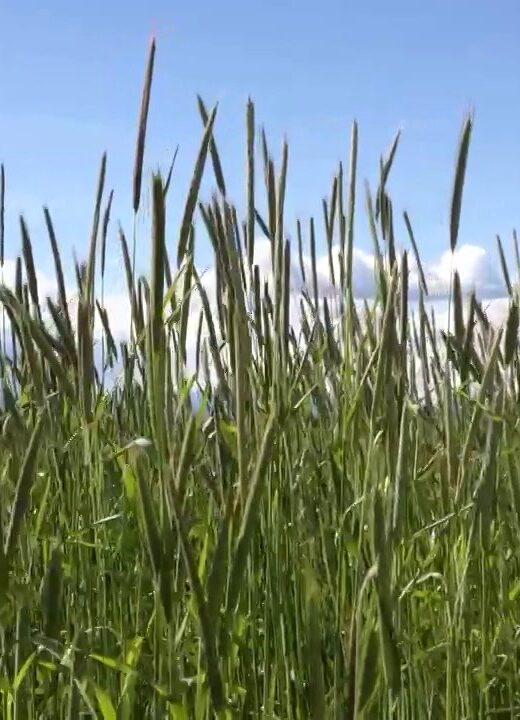 Sky clouds wheat wind