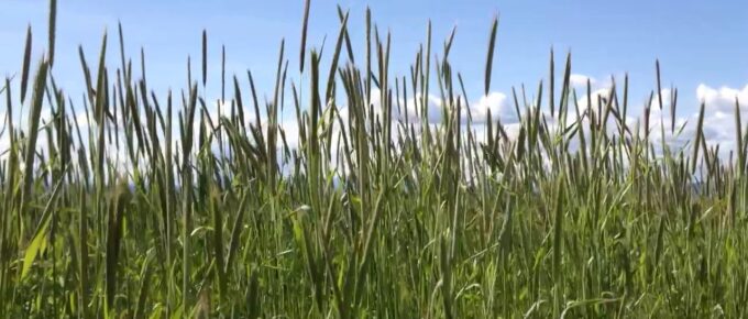 Sky clouds wheat wind