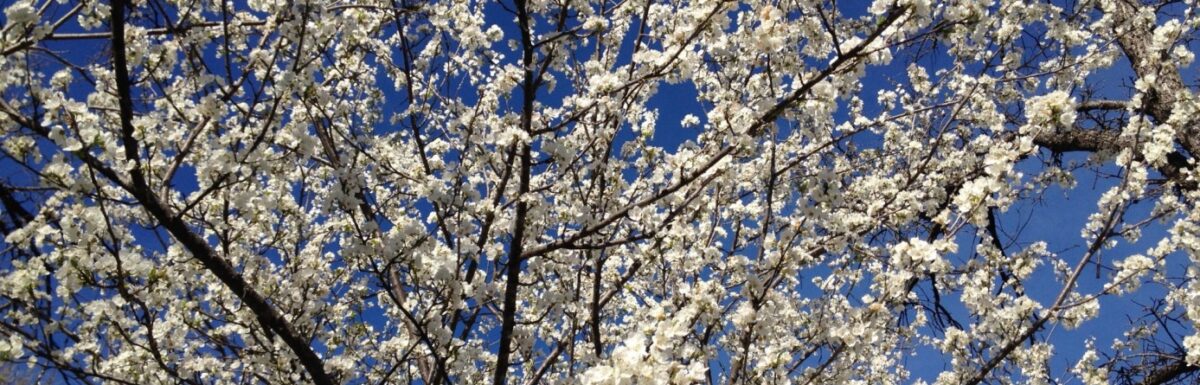 David Garibaldi at Bayside Church