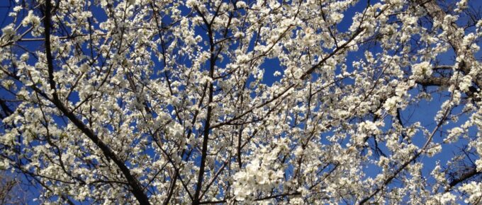 David Garibaldi at Bayside Church