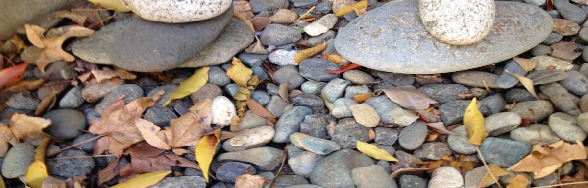 The Cells of Our Body