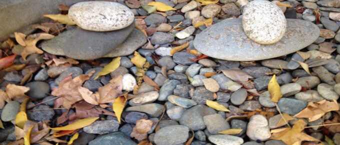 The Cells of Our Body