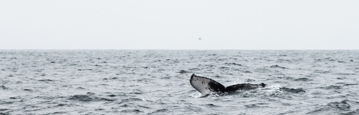 The Administration of this Service