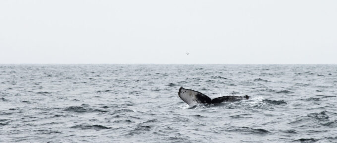 The Administration of this Service