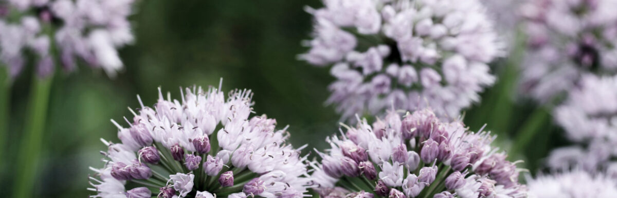 creating cell groups