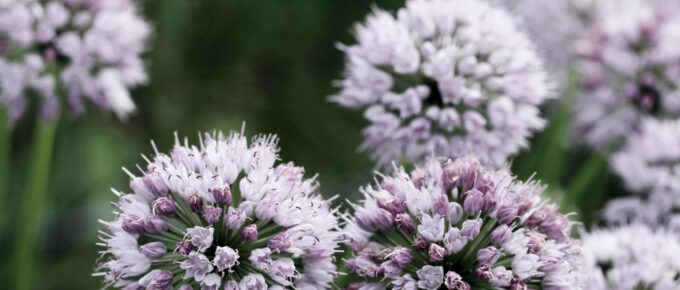 creating cell groups