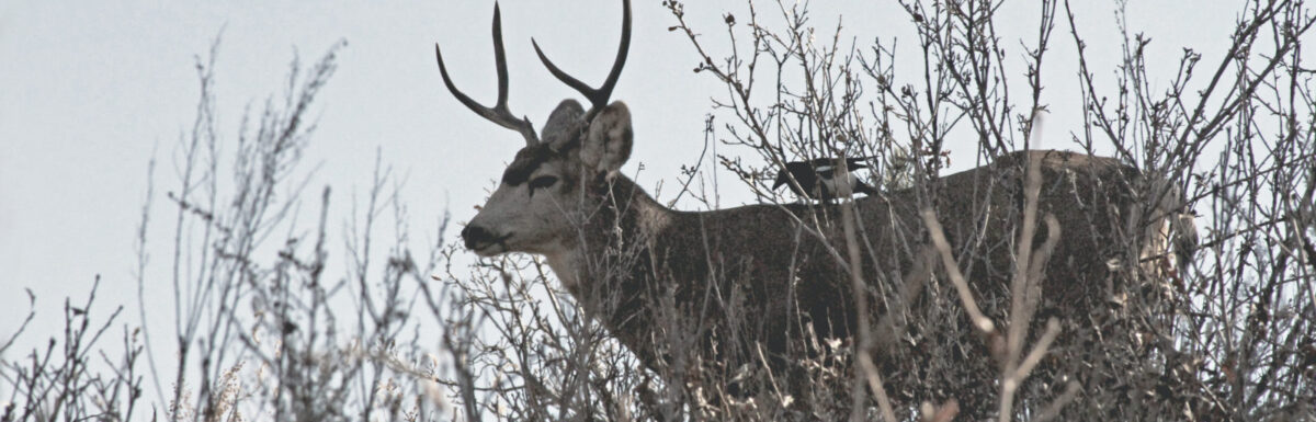 Picture of Deer on blog post He Marvelled Because of Their Unbelief