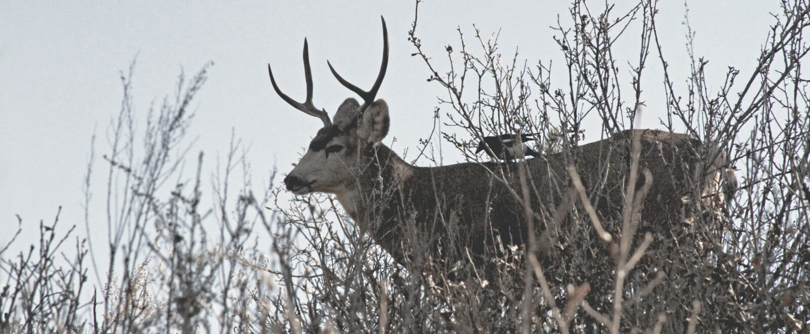 Picture of Deer on blog post He Marvelled Because of Their Unbelief