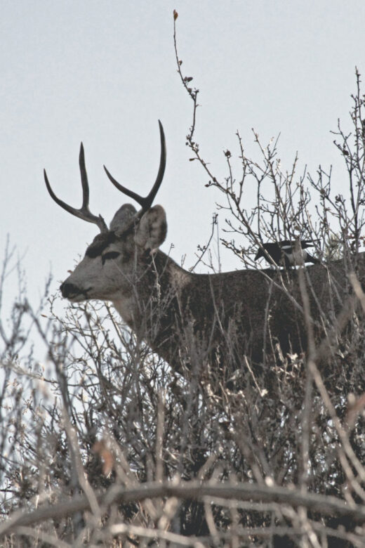 Picture of Deer on blog post He Marvelled Because of Their Unbelief