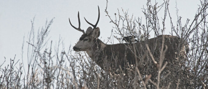 Picture of Deer on blog post He Marvelled Because of Their Unbelief