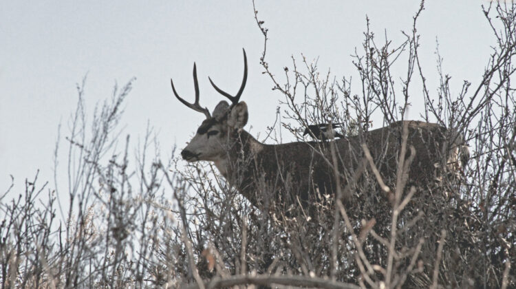 Picture of Deer on blog post He Marvelled Because of Their Unbelief