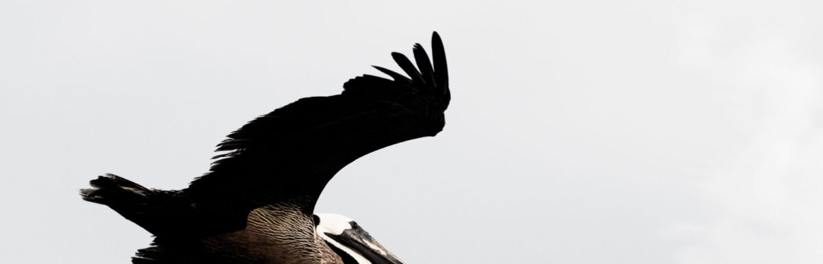 picture of bird on Returned From Jordan