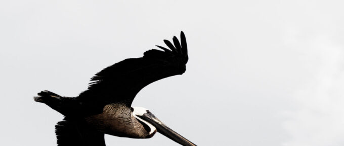 picture of bird on Returned From Jordan