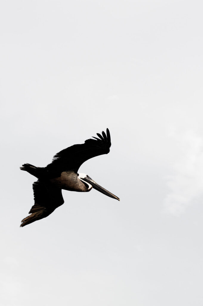 picture of bird on Returned From Jordan