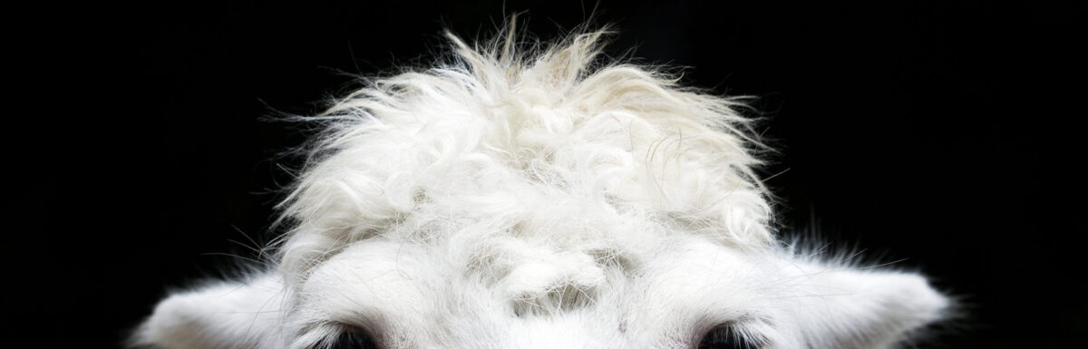 The Flock Shall Be Scattered