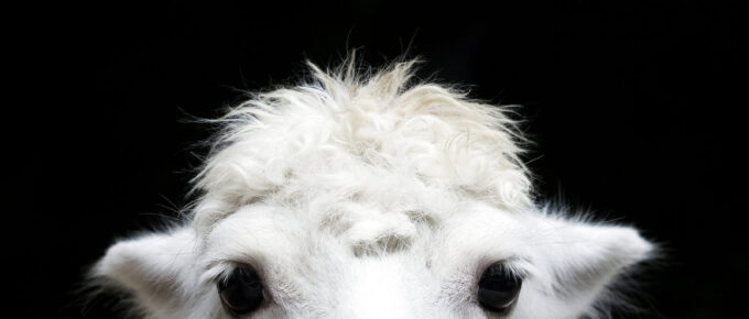 The Flock Shall Be Scattered