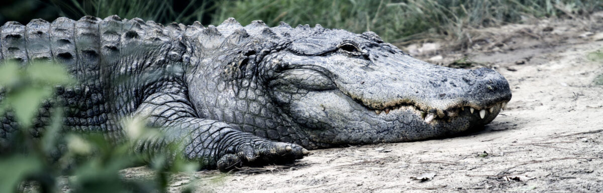 Alligator picture on This Kind Can Come Forth