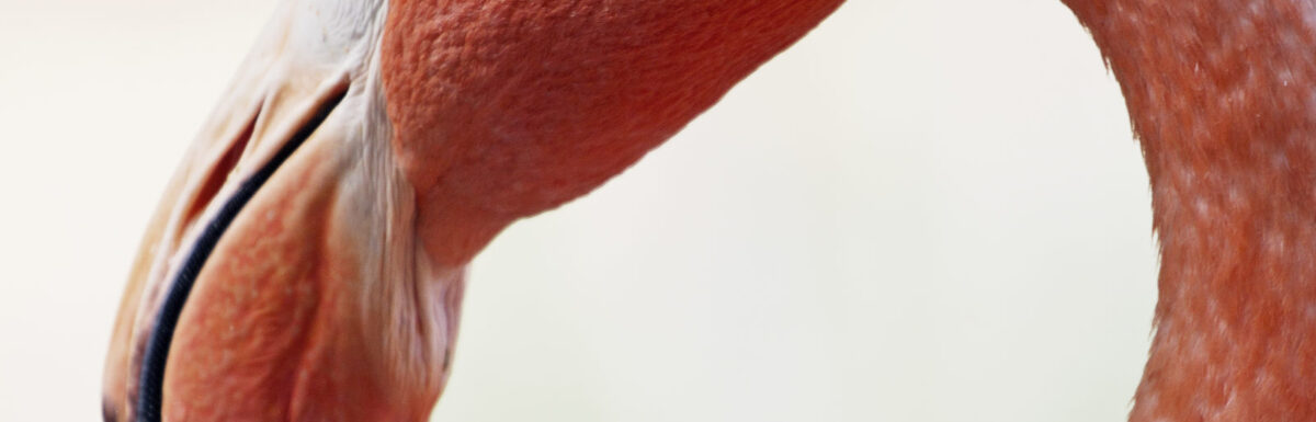 From Your Hearts Forgive