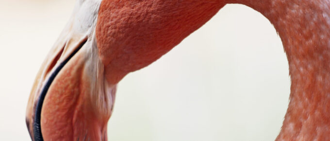 From Your Hearts Forgive