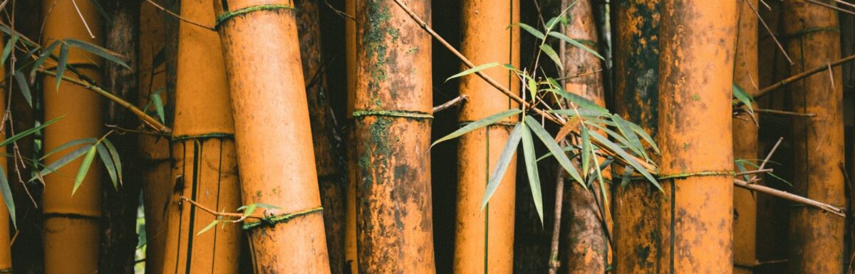 Every Good Tree Bringeth Forth Good Fruit