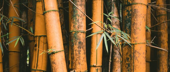 Every Good Tree Bringeth Forth Good Fruit