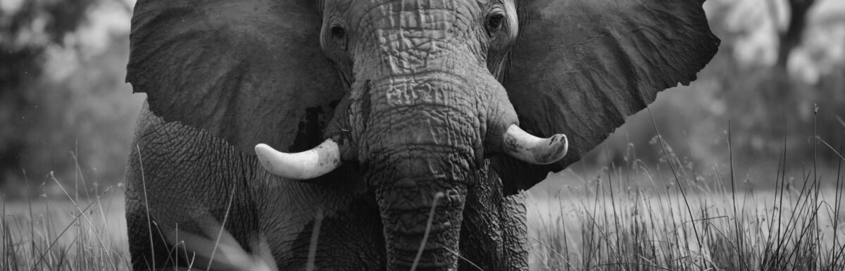 Ye Be Willing And Obedient - Isaiah 1:19 KJV