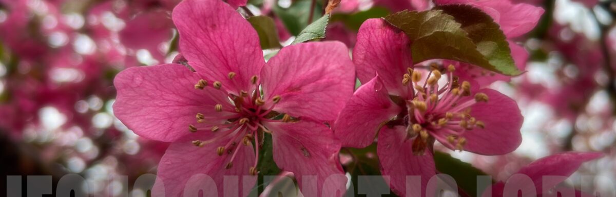 0313 | GEC Sunday Prayer Letter "one accord"