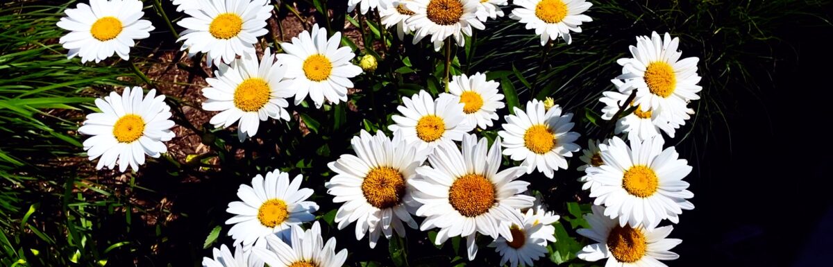 0320 | GEC Sunday Prayer Letter "one accord"