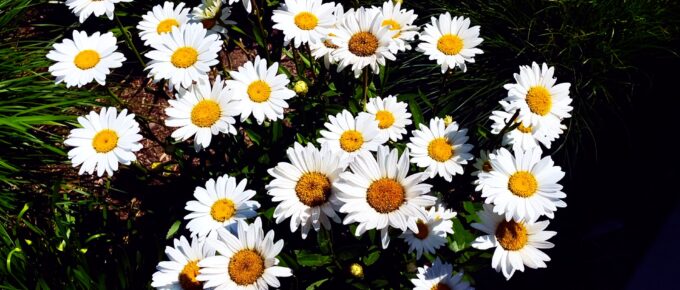 0320 | GEC Sunday Prayer Letter "one accord"